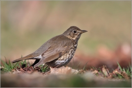 <p>DROZD ZPĚVNÝ (Turdus philomelos) /Song thrush - Singdrossel/</p>